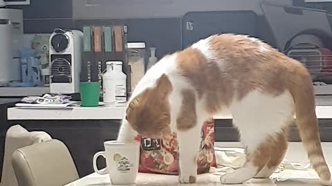 Cat can drinking water with their hands