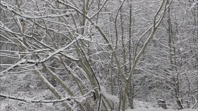 Winter wonderland 5