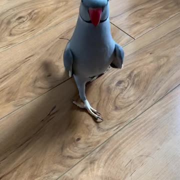 Parrot auditions for America's Next Top Model in hilarious fashion