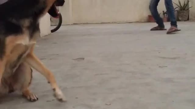 Dog training video