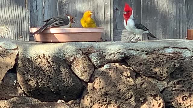 Red Crested Cardinal, Saffron Finch’s