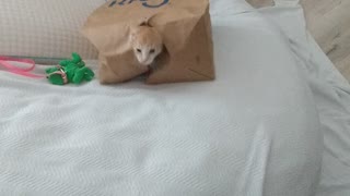 Bag tunnel