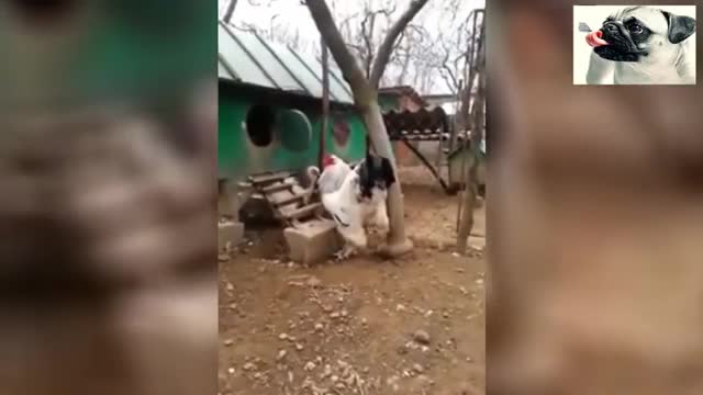 Funny Chickens Try Not To Laugh!