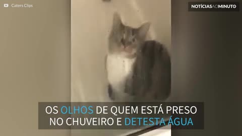 Gato leva susto hilário ao ficar preso no box do chuveiro