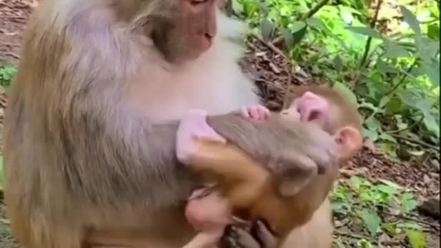 Monkey Mother Love Her Baby