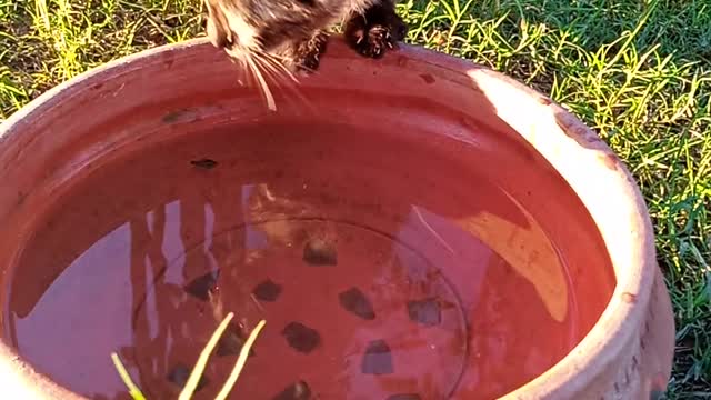 Cat kid drinking water