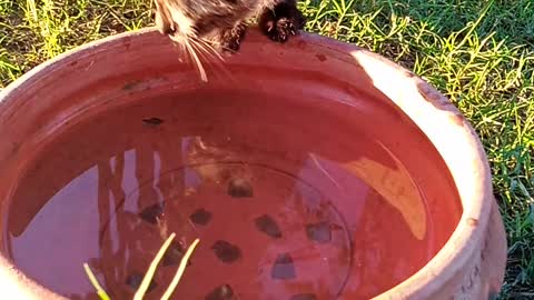 Cat kid drinking water