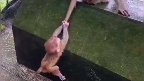 Best Funny Animal Videos