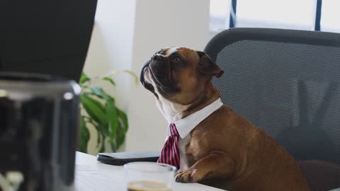 dogs watching an exiting video on tv