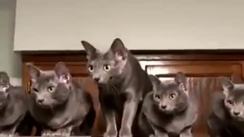 Cats [let's laugh too much kkkkkkkk]