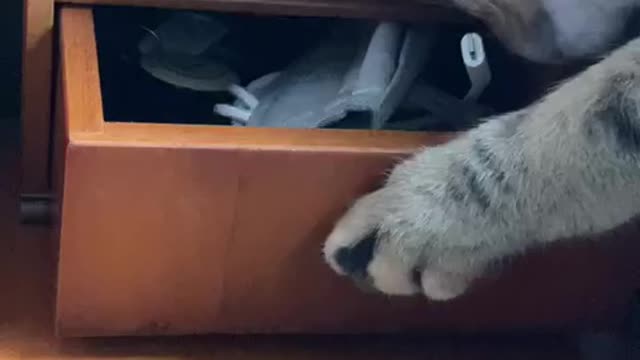 My Cat Is So Curious