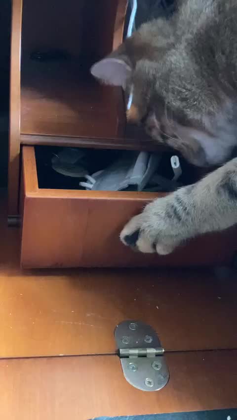 My Cat Is So Curious