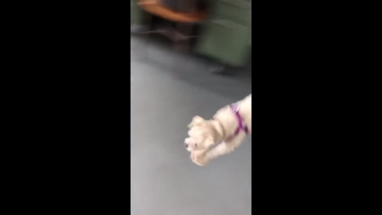 Wait for the miracle at the end of the video... Pure unbridled joy!