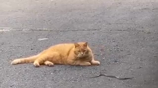 The best Funny Playing Cats and Dancing Kittens Compilation | Try not to laugh !