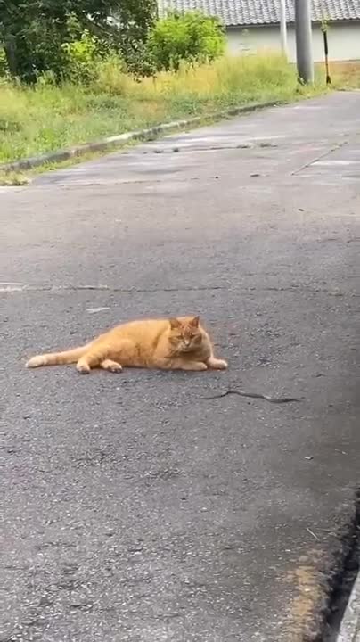 The best Funny Playing Cats and Dancing Kittens Compilation | Try not to laugh !