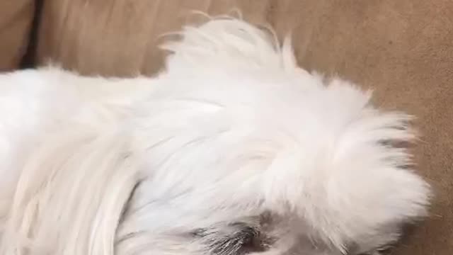 Dog Makes Cute Sounds When He Is Dreaming