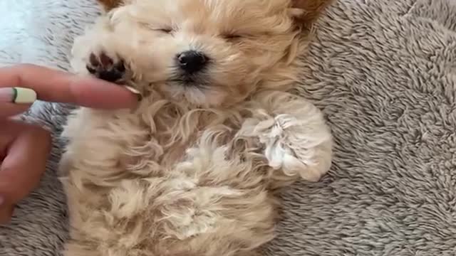 Mini Pomeranian ।#Dogs pets video