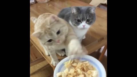 cat fighting for food