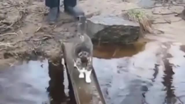 funny cats fails compilation | Crazy Cats videos