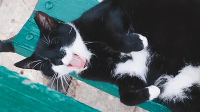 A Black and White Cat Yawning While Lying Down