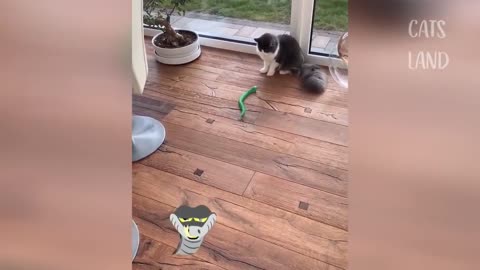 OMG So Cute Cats ♥ Best Funny Cat Videos 2021♥