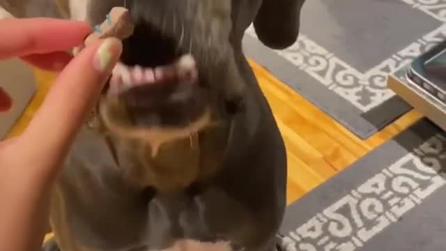 Great Dane puppy begs for strawberry treats