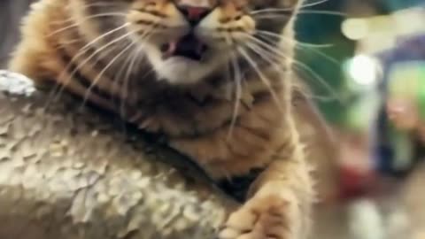 Animal videos funny cat