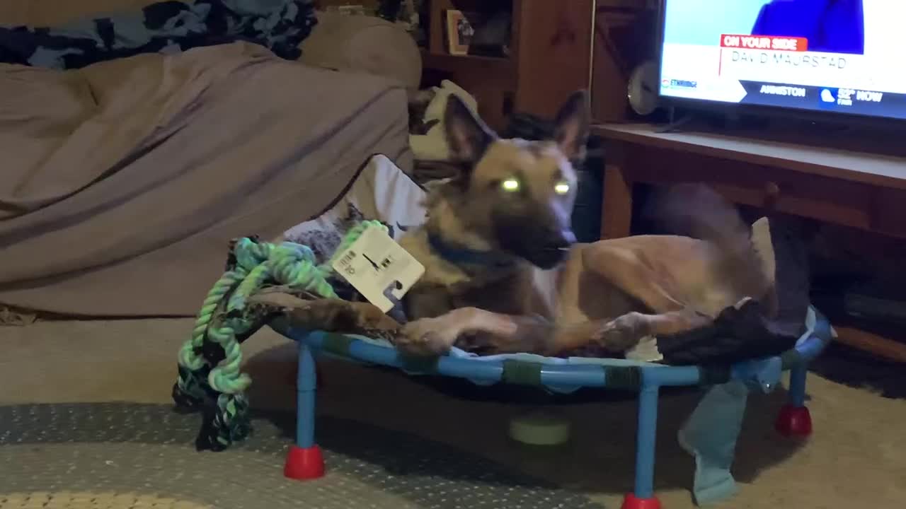 Dog sleeps with one ear open.