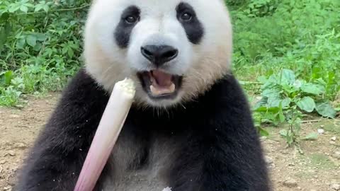 Look at the way pandas eat bamboo shoots