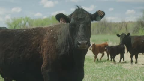 The Importance of Agriculture in Colorado