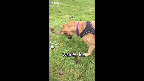 Funny dogs videos😂