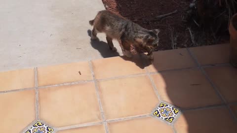 Gato Caminando Por La Avenida