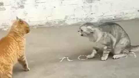 Cat Fight Funny Video #cat #fight #funny