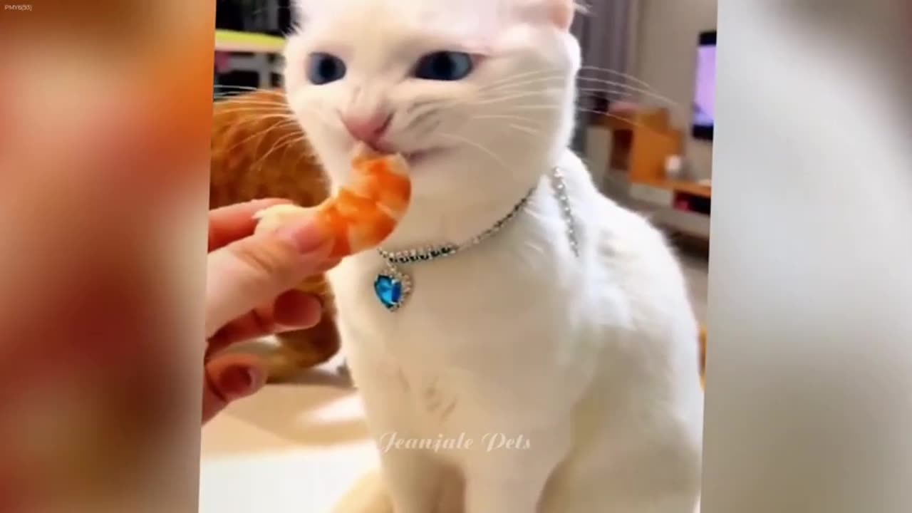 IMPOSSIBLE TRY NOT TO LAUGH Funny Cats Moments