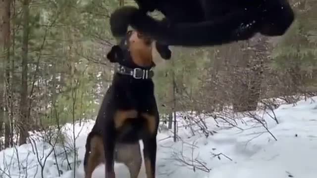 Cat and dog friendship, love to see this ita friendship
