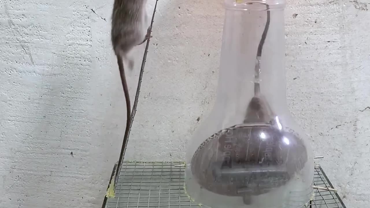 Mouse 🐀 catchings technique