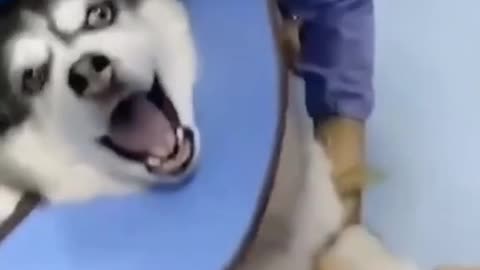 Animal funny injection video