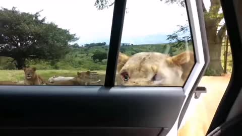 Tourist were shocked as the lion open the car door.