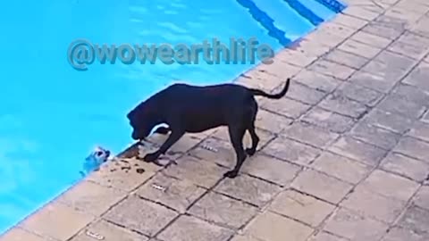 DOG SAVE THE PUPPY FROM DROWNING🐕