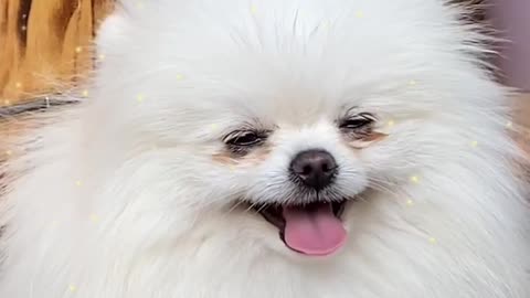 A Furry Dog For Cutie Lover ❤ | Pet Lovers | Cute Animals