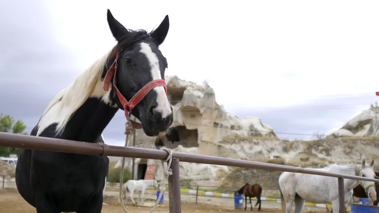 black and white horse in paddock in cappadocia