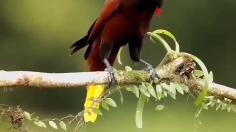 The amazing bird