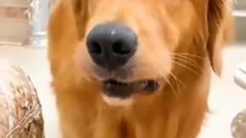 Watch this smart dog display his unique smartness by performing various tasks