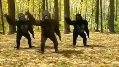 Dancing Gorillas 🕺🤣