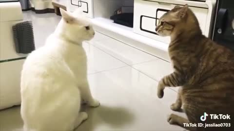 CAT FUNNY MOMENTS/ TRY NOT TO LAUGH AT THIS