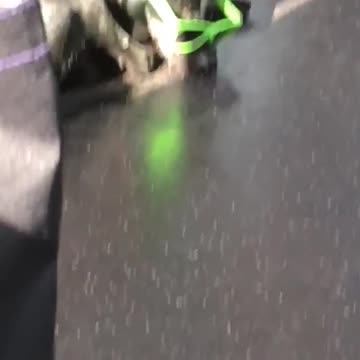 Black dog subway train green sunglasses