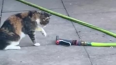 Funny videos of cats will be very fun