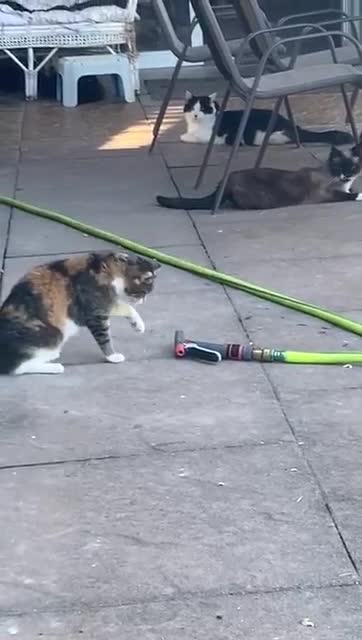 Funny videos of cats will be very fun