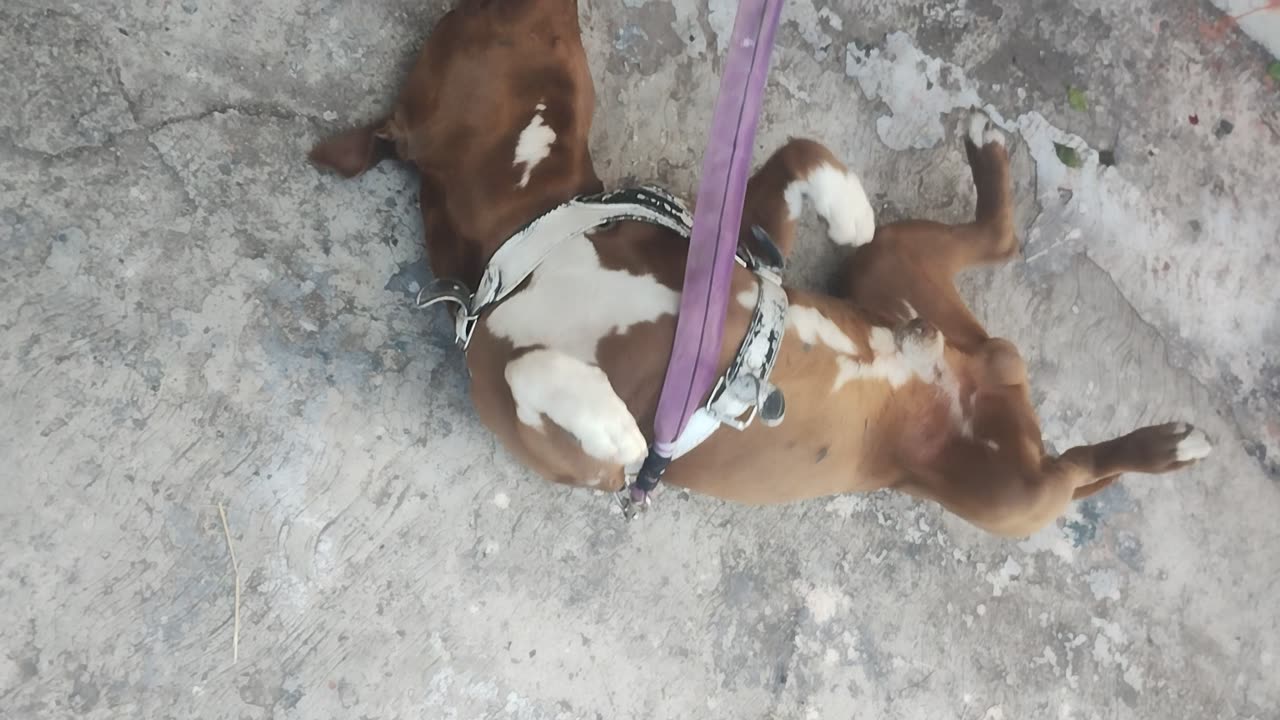 Happy pet