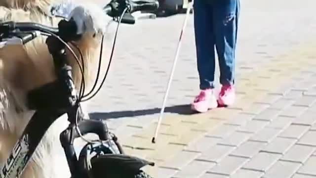 Smart dogs saves blind girl#shorts